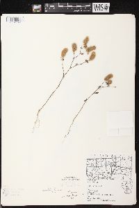 Trifolium arvense image