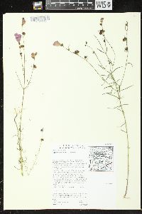 Agalinis purpurea var. purpurea image