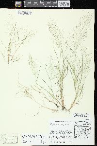 Eragrostis frankii image