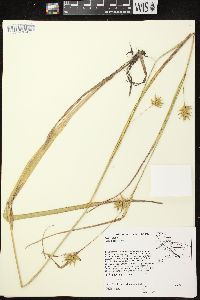 Carex folliculata image