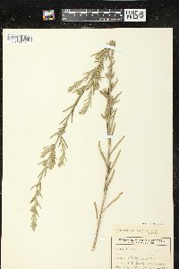 Madia glomerata image