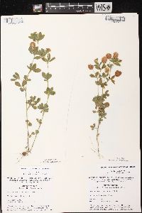 Trifolium aureum image