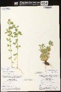 Trifolium aureum image