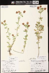 Trifolium aureum image