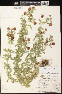 Trifolium aureum image