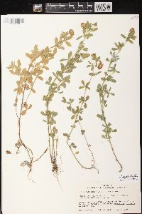 Trifolium aureum image