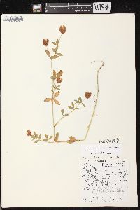 Trifolium aureum image