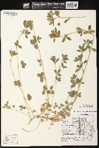 Trifolium aureum image