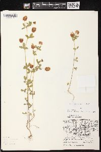 Trifolium aureum image