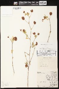 Trifolium aureum image