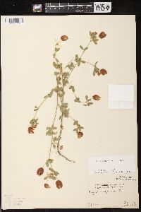 Trifolium aureum image