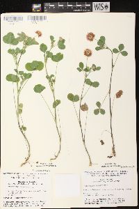 Trifolium hybridum image