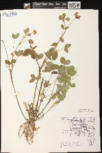 Trifolium hybridum image