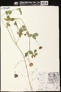 Trifolium hybridum image