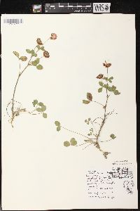 Trifolium hybridum image