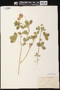 Trifolium hybridum image
