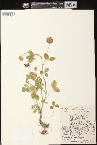 Trifolium hybridum image