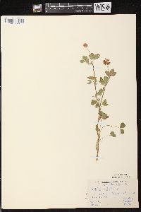 Trifolium hybridum image