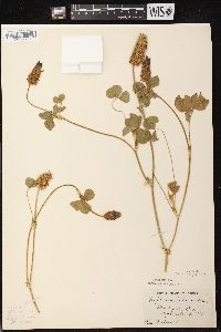 Trifolium incarnatum image