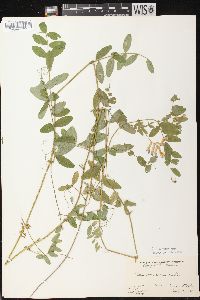 Vicia americana subsp. americana image