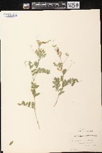 Vicia americana subsp. americana image