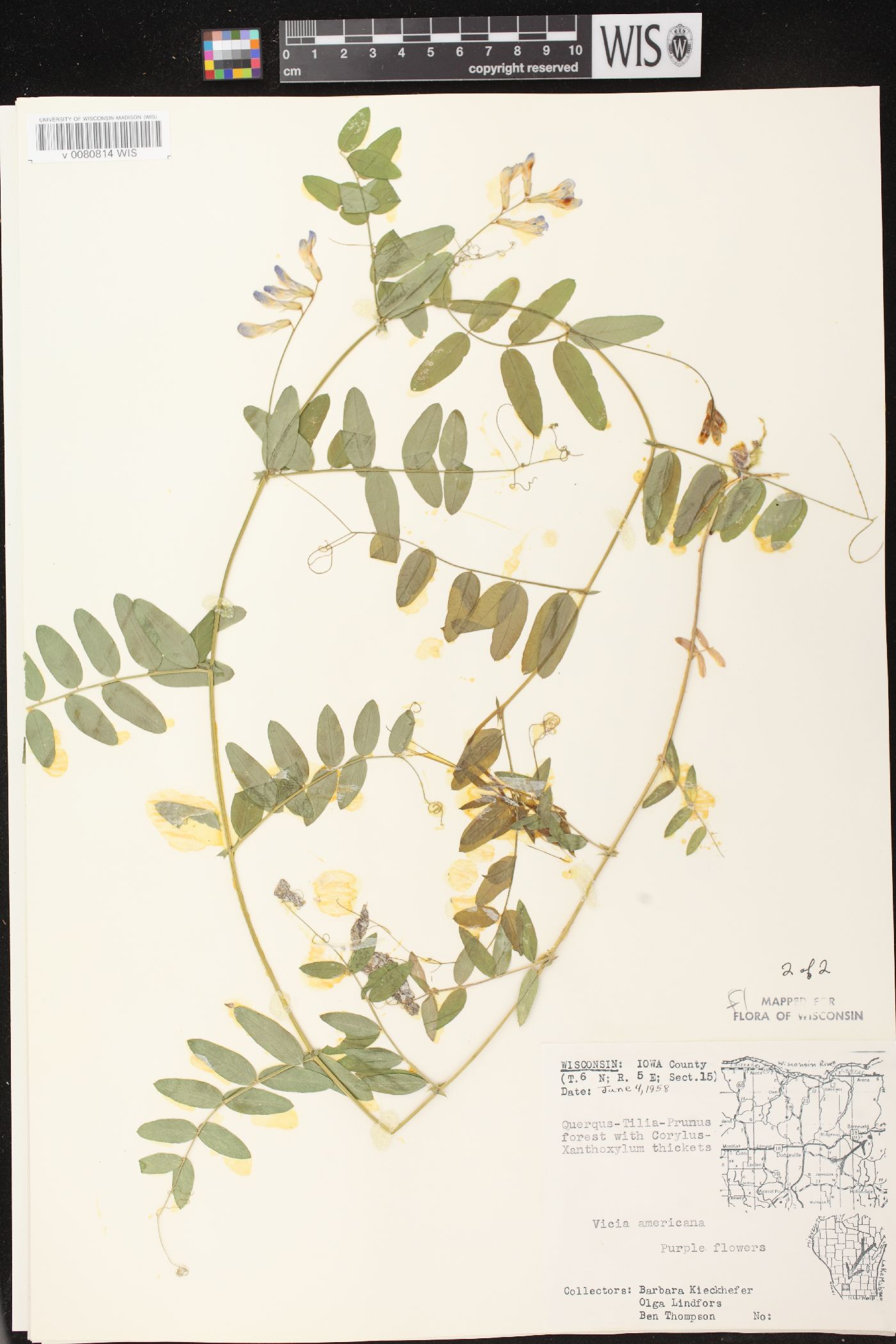 Vicia americana subsp. americana image
