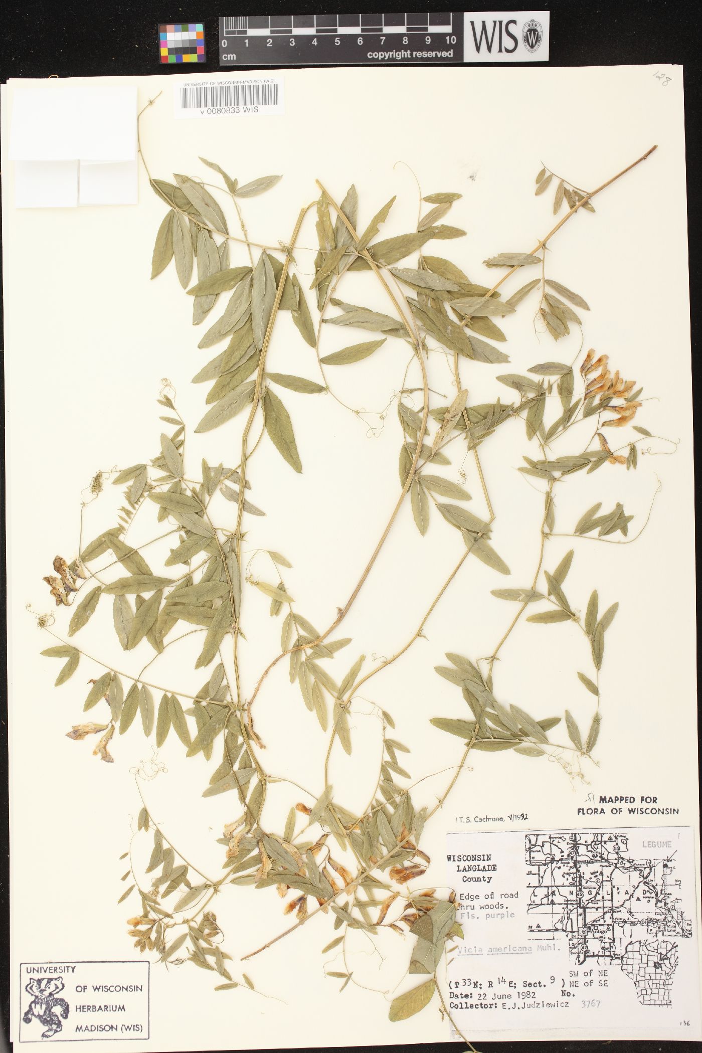Vicia americana subsp. americana image