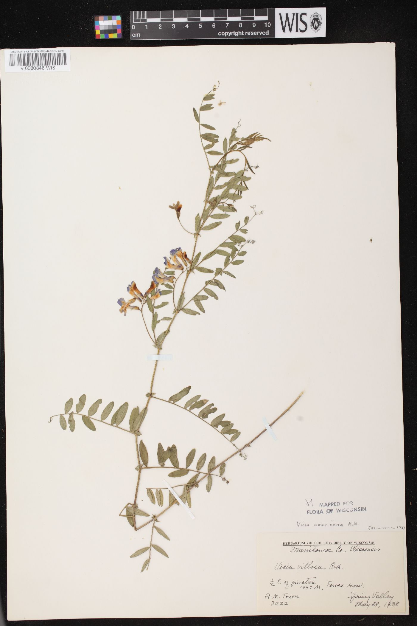 Vicia americana subsp. americana image