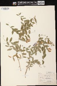 Vicia americana subsp. americana image