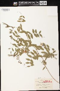 Vicia americana subsp. americana image