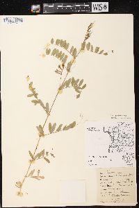 Vicia americana subsp. americana image