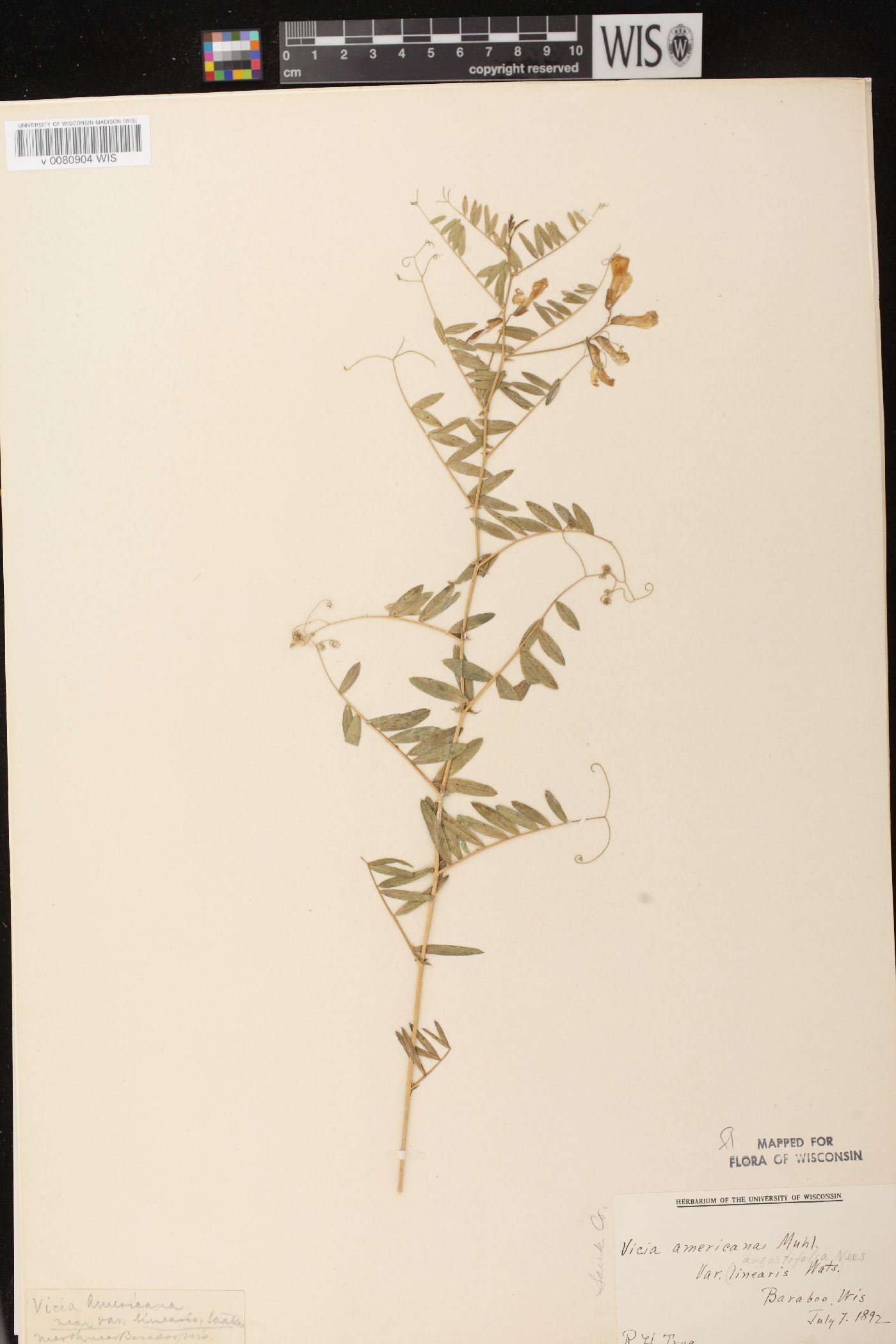 Vicia americana subsp. americana image