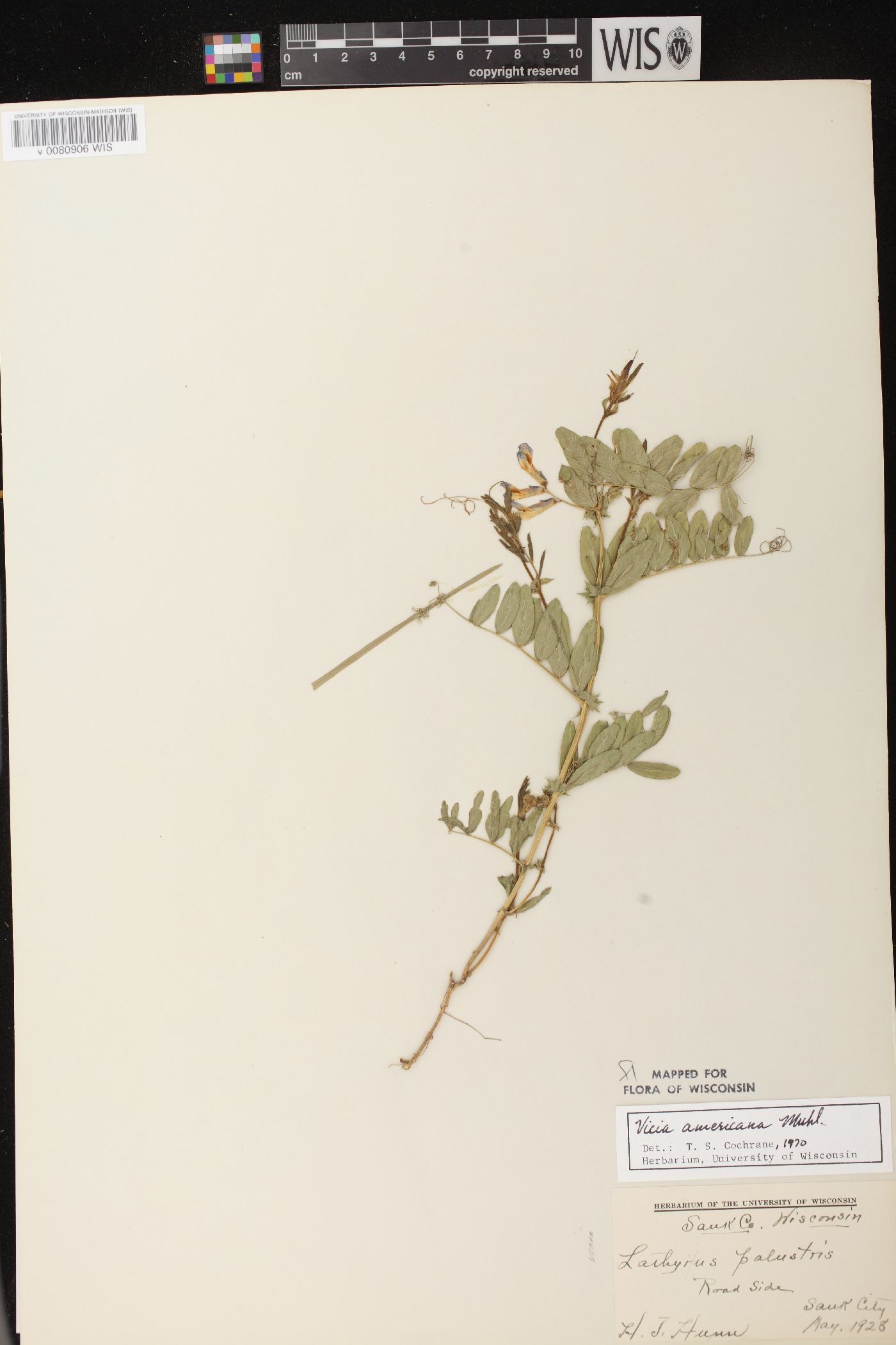 Vicia americana subsp. americana image