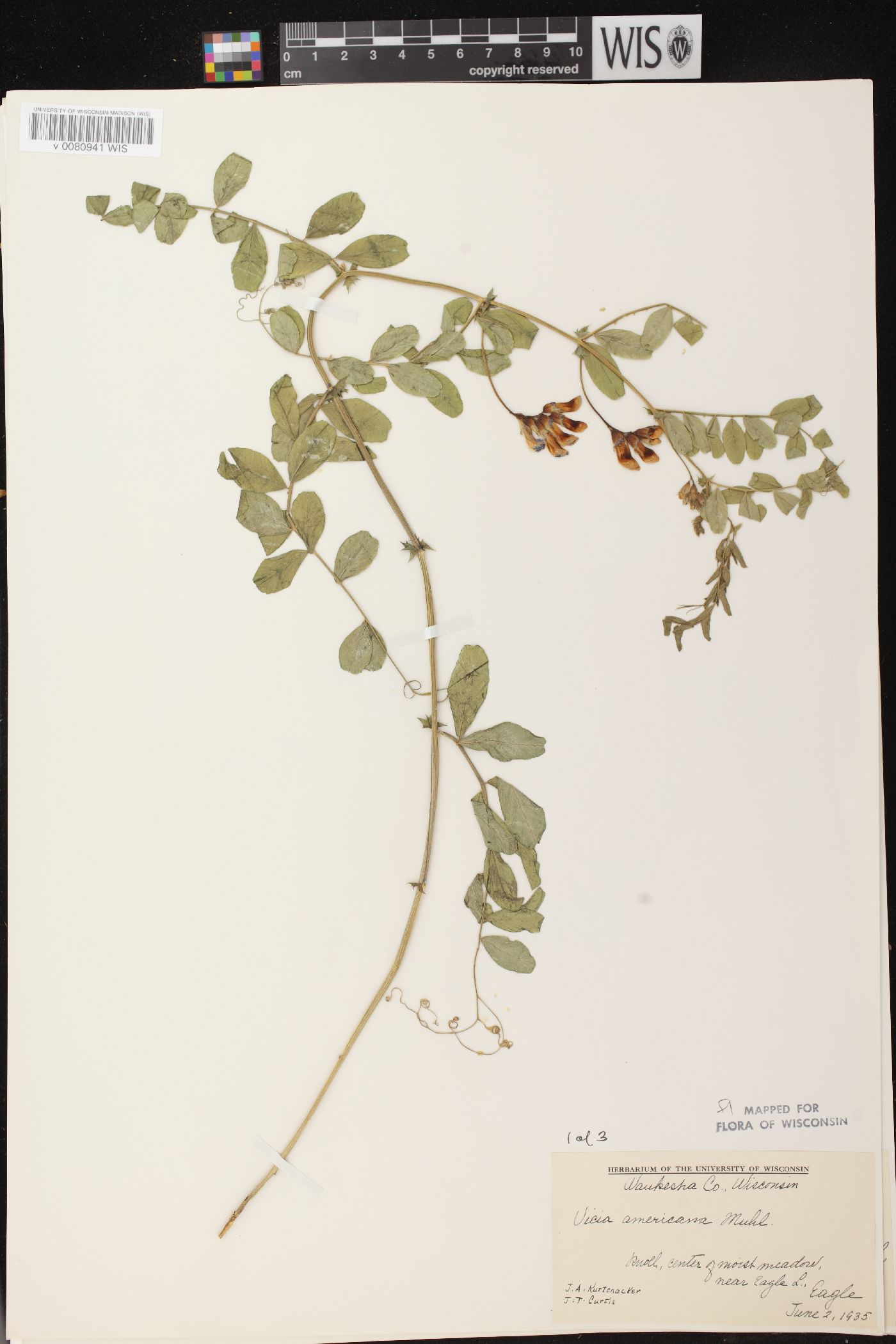 Vicia americana subsp. americana image