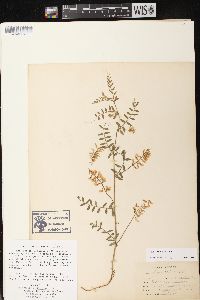 Vicia caroliniana image