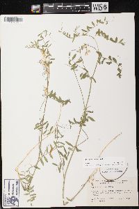 Vicia caroliniana image