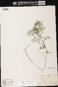 Vicia cracca subsp. cracca image