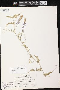 Vicia cracca subsp. cracca image