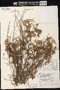 Vicia cracca subsp. tenuifolia image