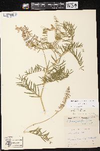 Vicia cracca subsp. tenuifolia image