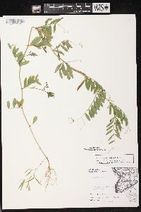 Vicia sativa subsp. nigra image