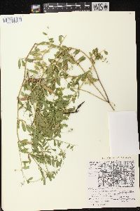 Vicia sativa subsp. nigra image