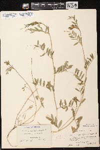 Vicia sativa subsp. nigra image