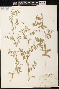 Vicia sativa subsp. nigra image