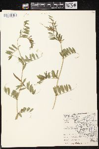 Vicia sativa subsp. nigra image