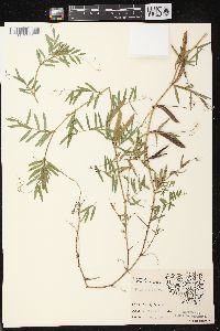 Vicia sativa subsp. nigra image