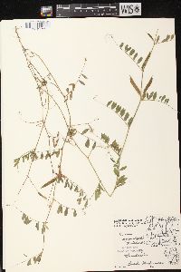 Vicia sativa subsp. nigra image
