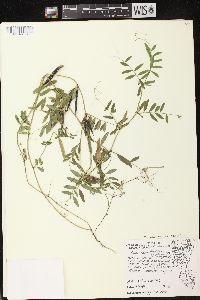 Vicia sativa subsp. nigra image