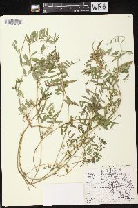 Vicia sativa subsp. nigra image