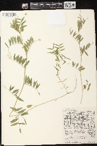 Vicia sativa subsp. nigra image